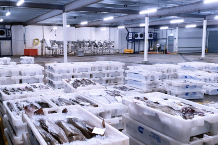 Kho Lạnh Bảo Quản Cá